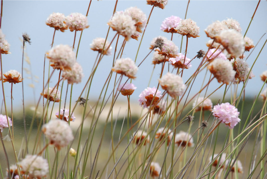 White and pink flowers