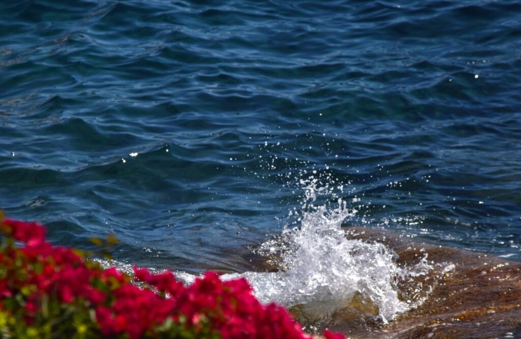 Onda e bougainvillea